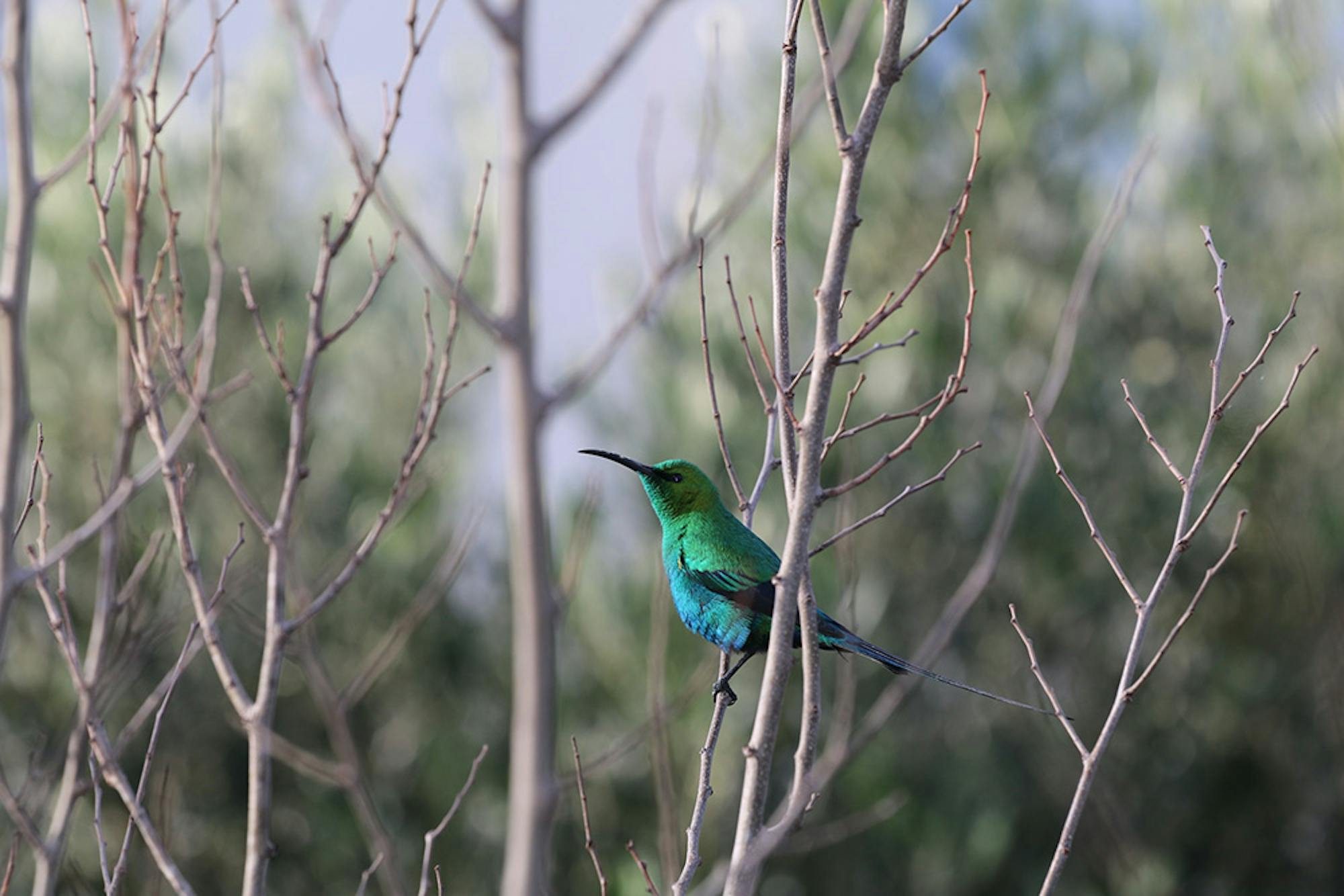 Malachite sunbird