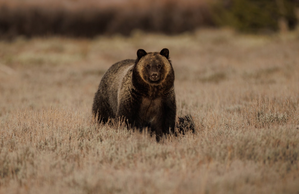 Delta Lake via Lupine Meadows