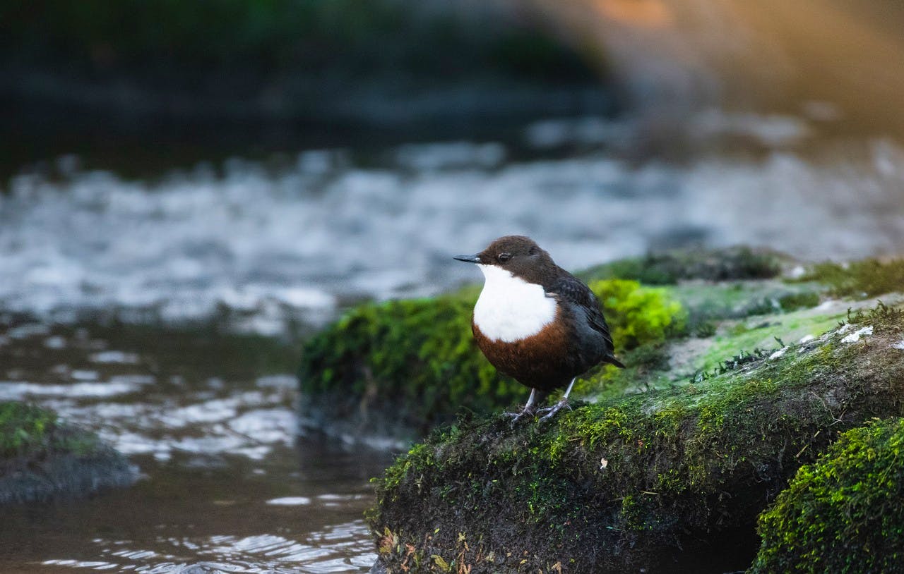 Norwegian Dipper (waterfall)