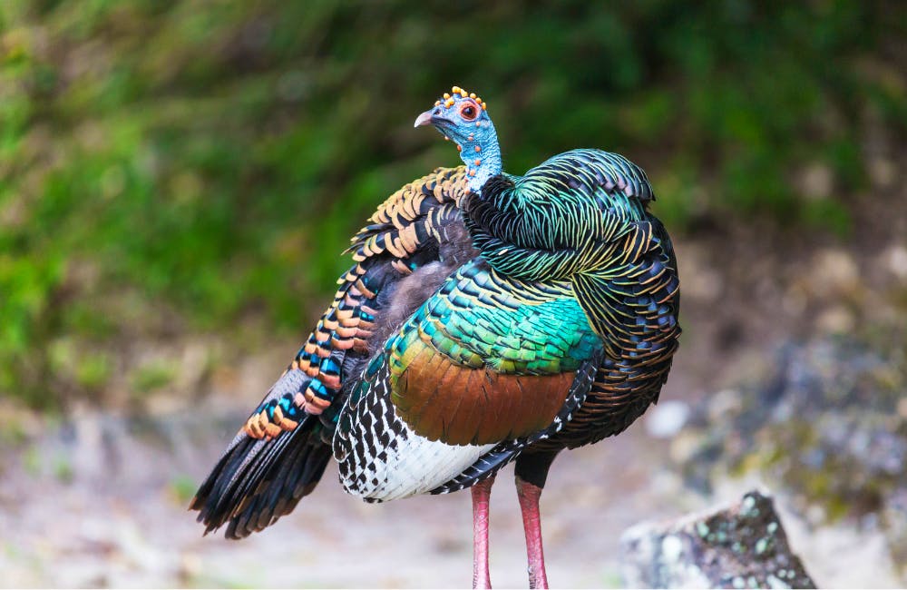 Biodiversity in Guatemala