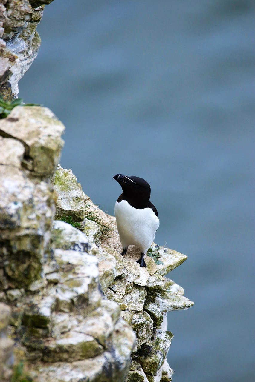 pixabay-kevinsphotos-razorbill