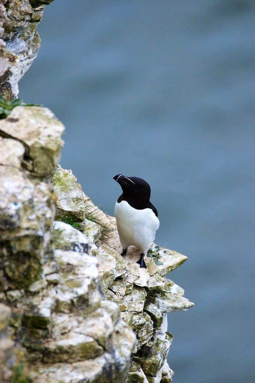 pixabay-kevinsphotos-razorbill