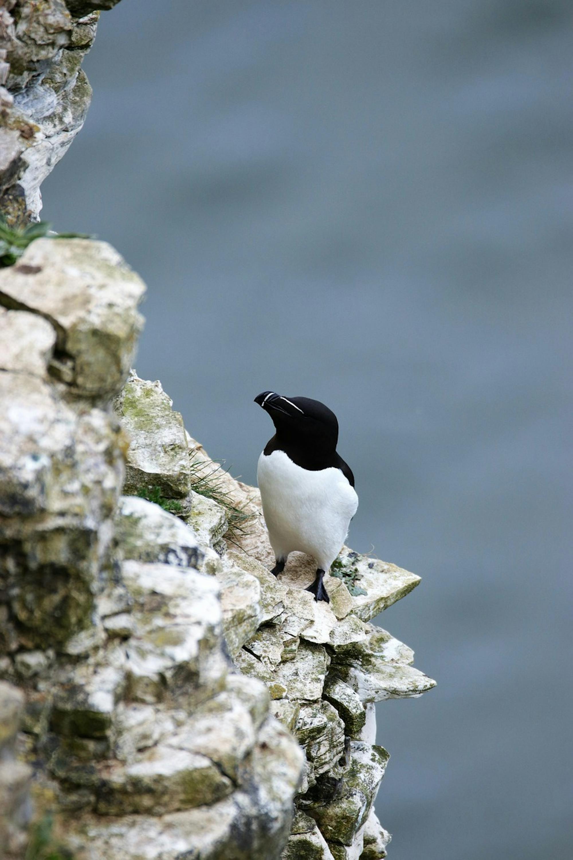 pixabay-kevinsphotos-razorbill