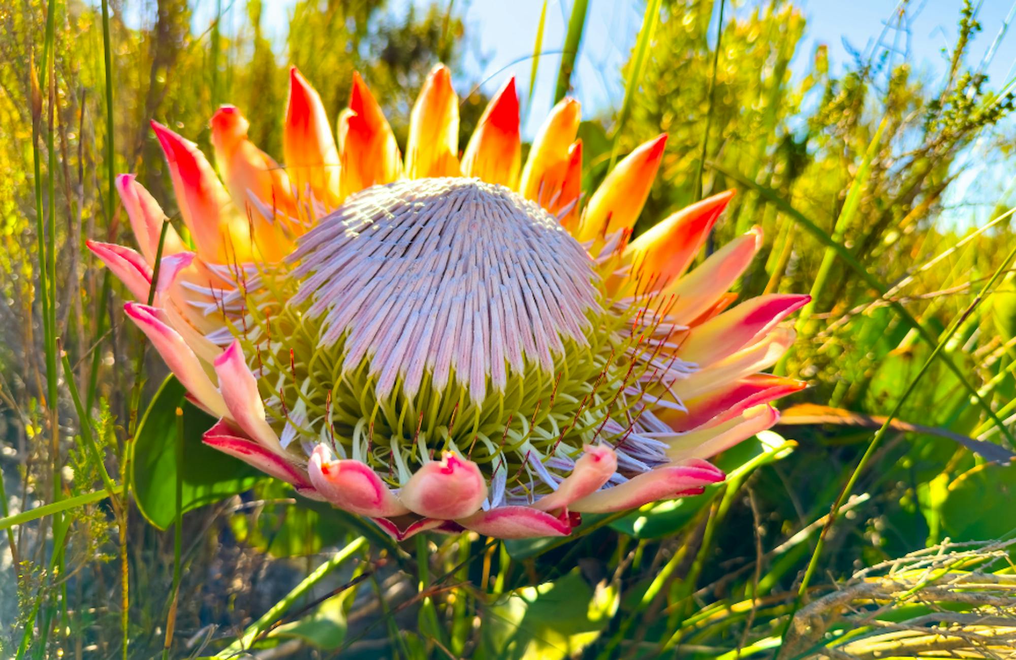 4. Constantia Nek to Eagle’s Nest Quiet Forest Magic