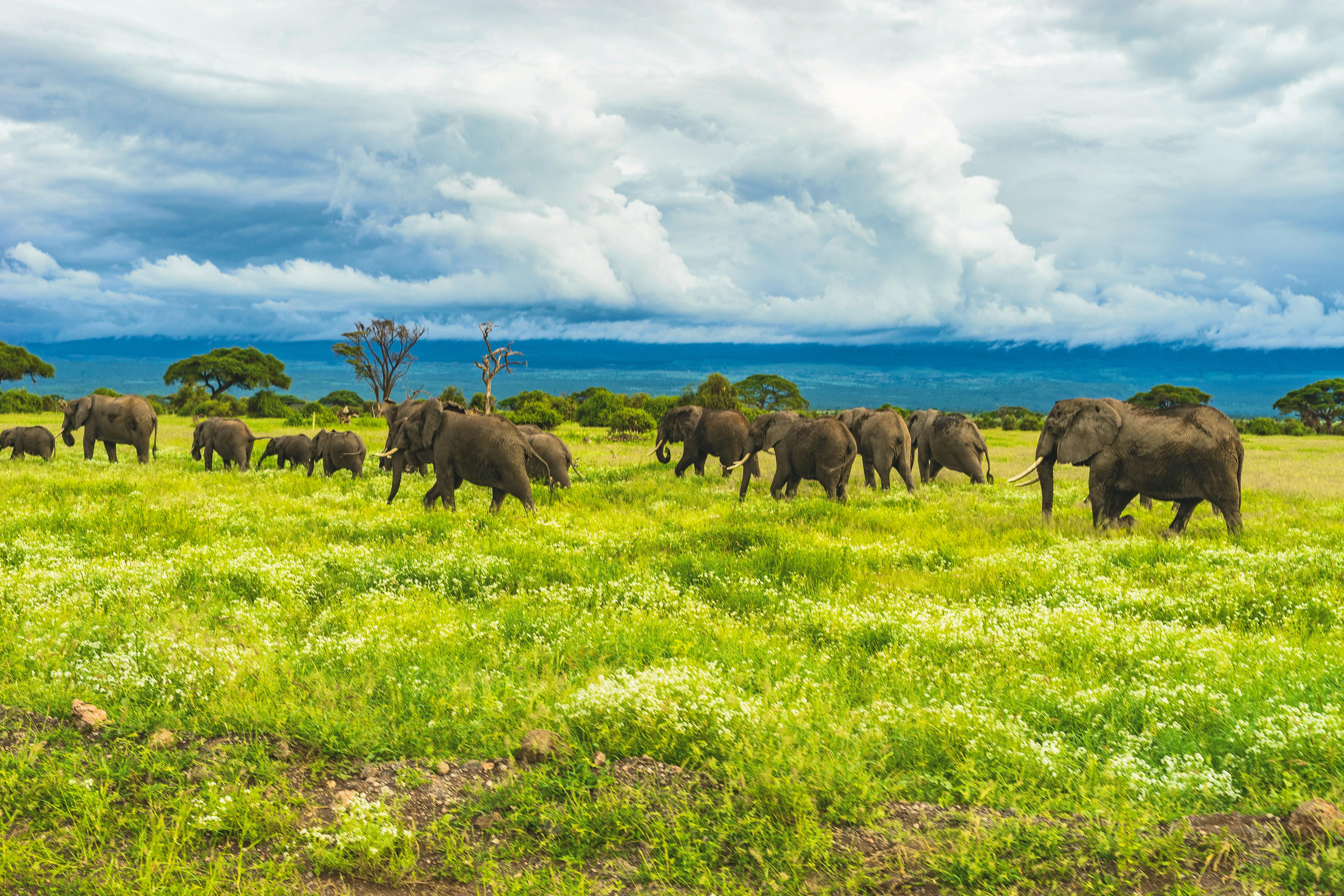 Elephants Kili