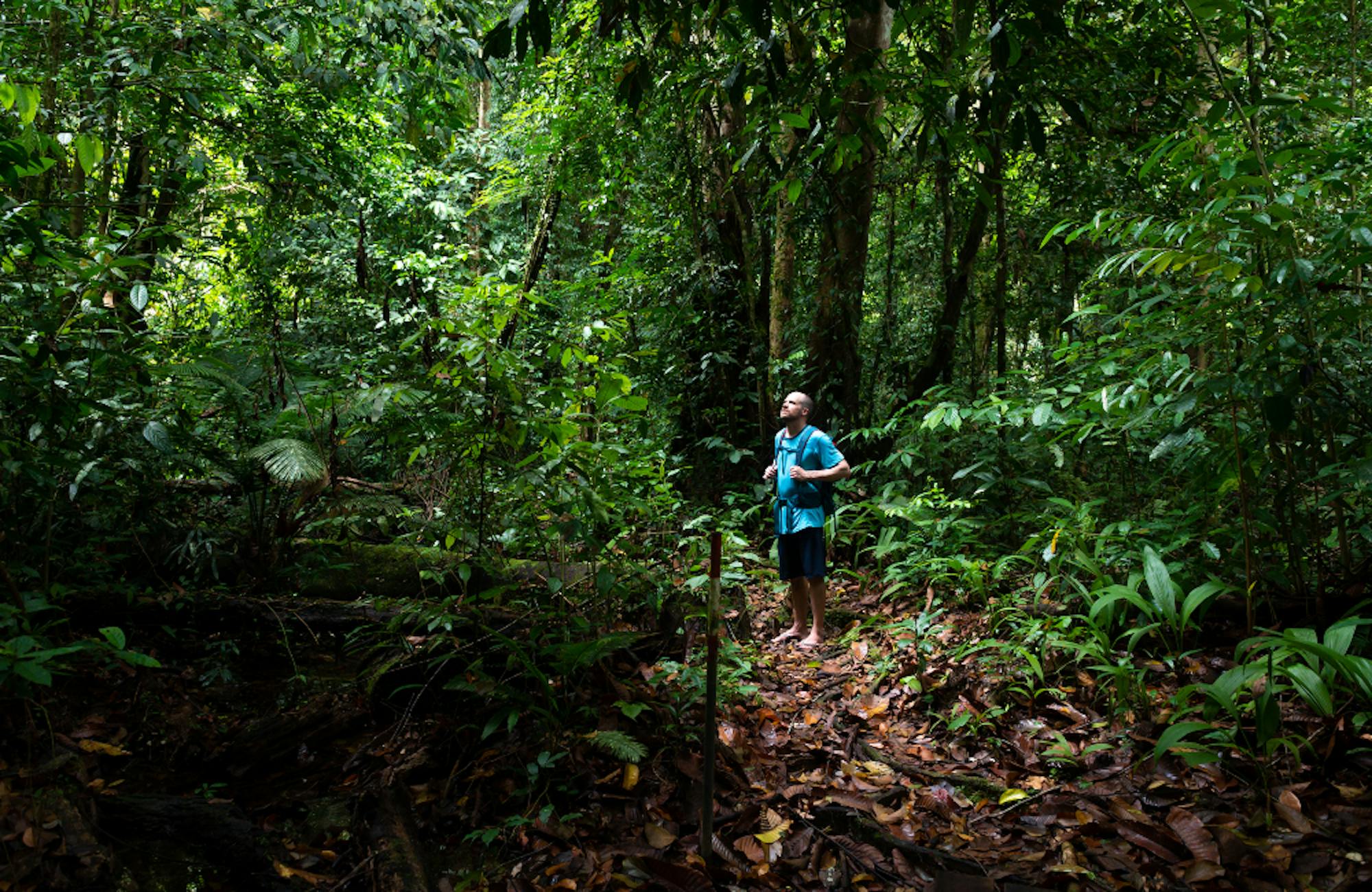 Venture Into The Borneo Rainforest, Malaysia