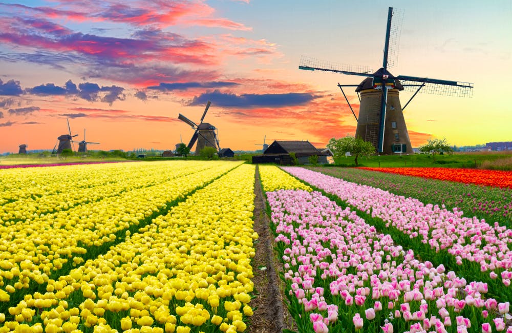 Cycle Through the Dutch Countryside