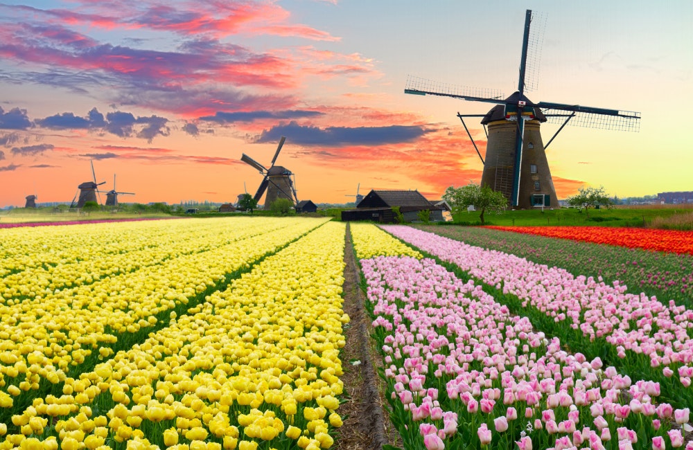 Cycle Through the Dutch Countryside