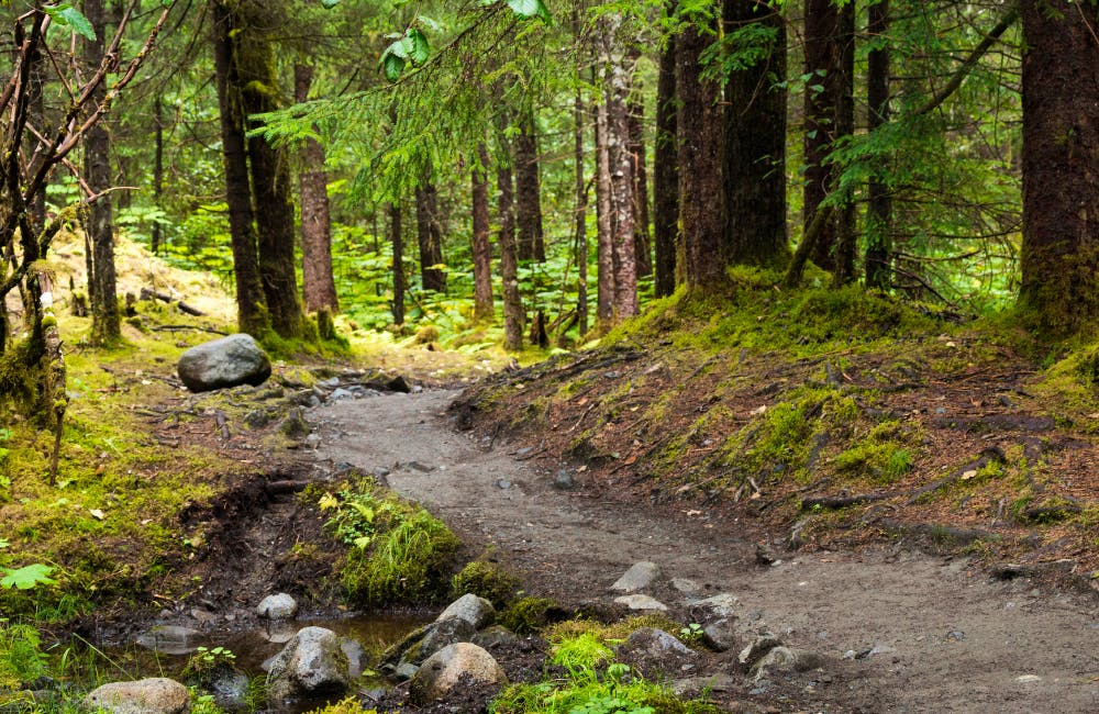 Tongass National Forest