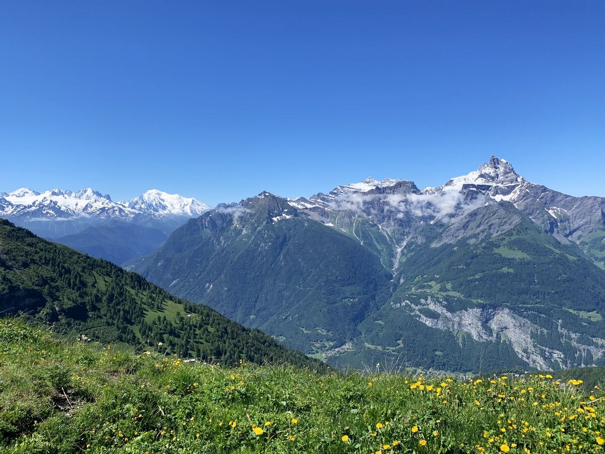 wild flowers in switzerland