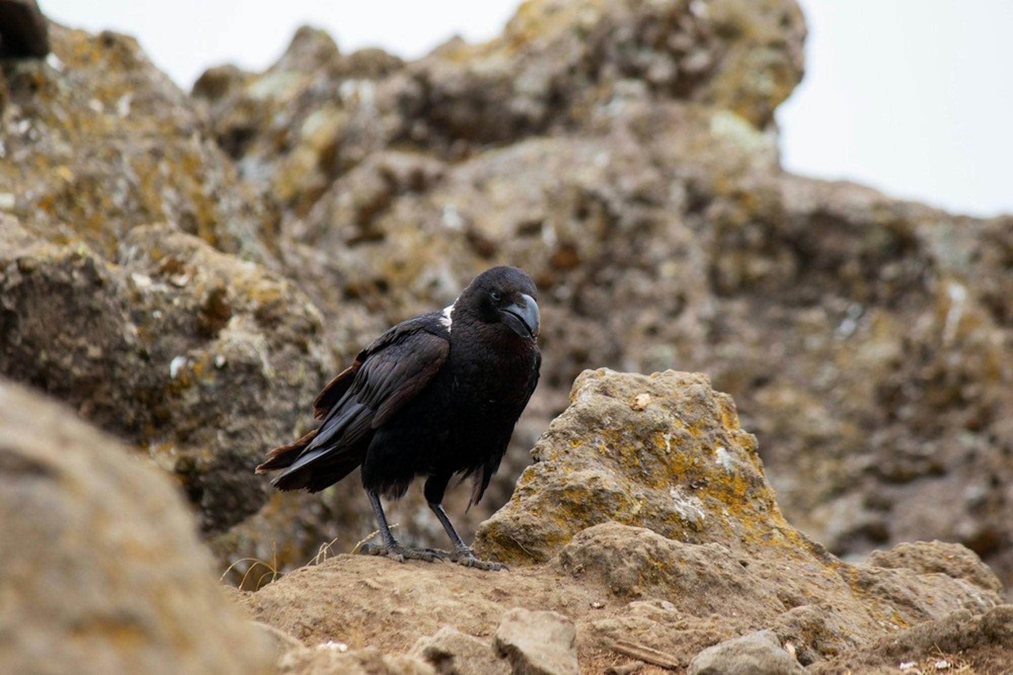 white necked raven