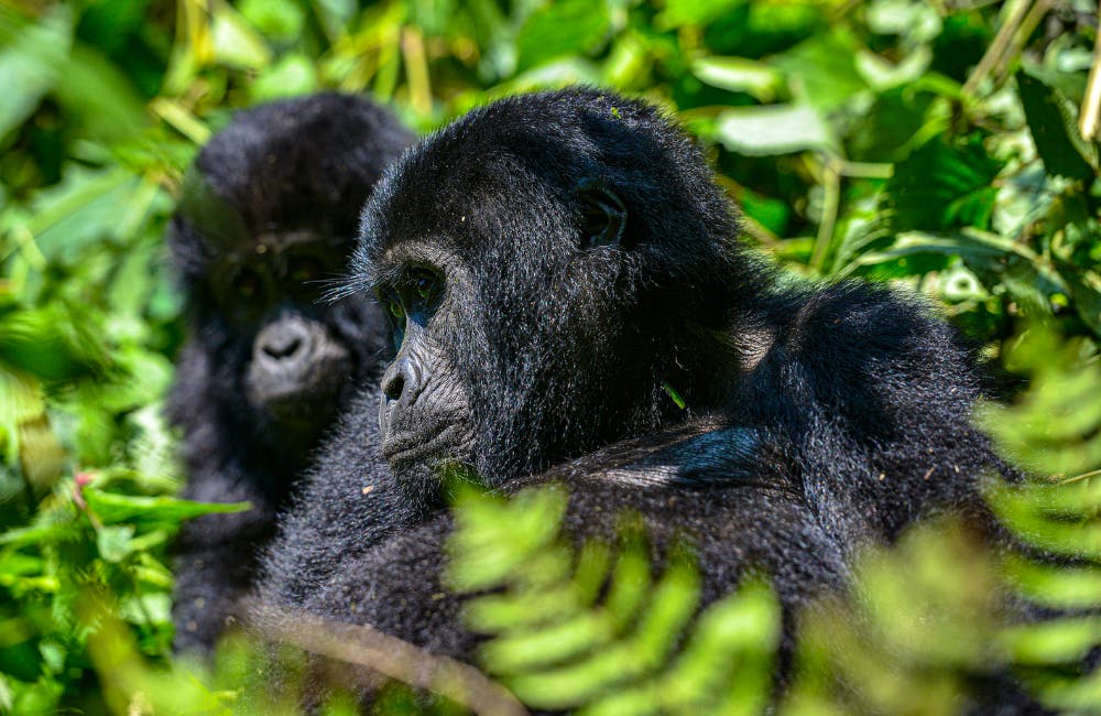 Gorillas in Uganda