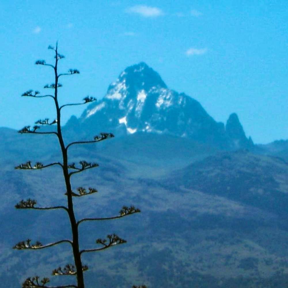 MT KENYA