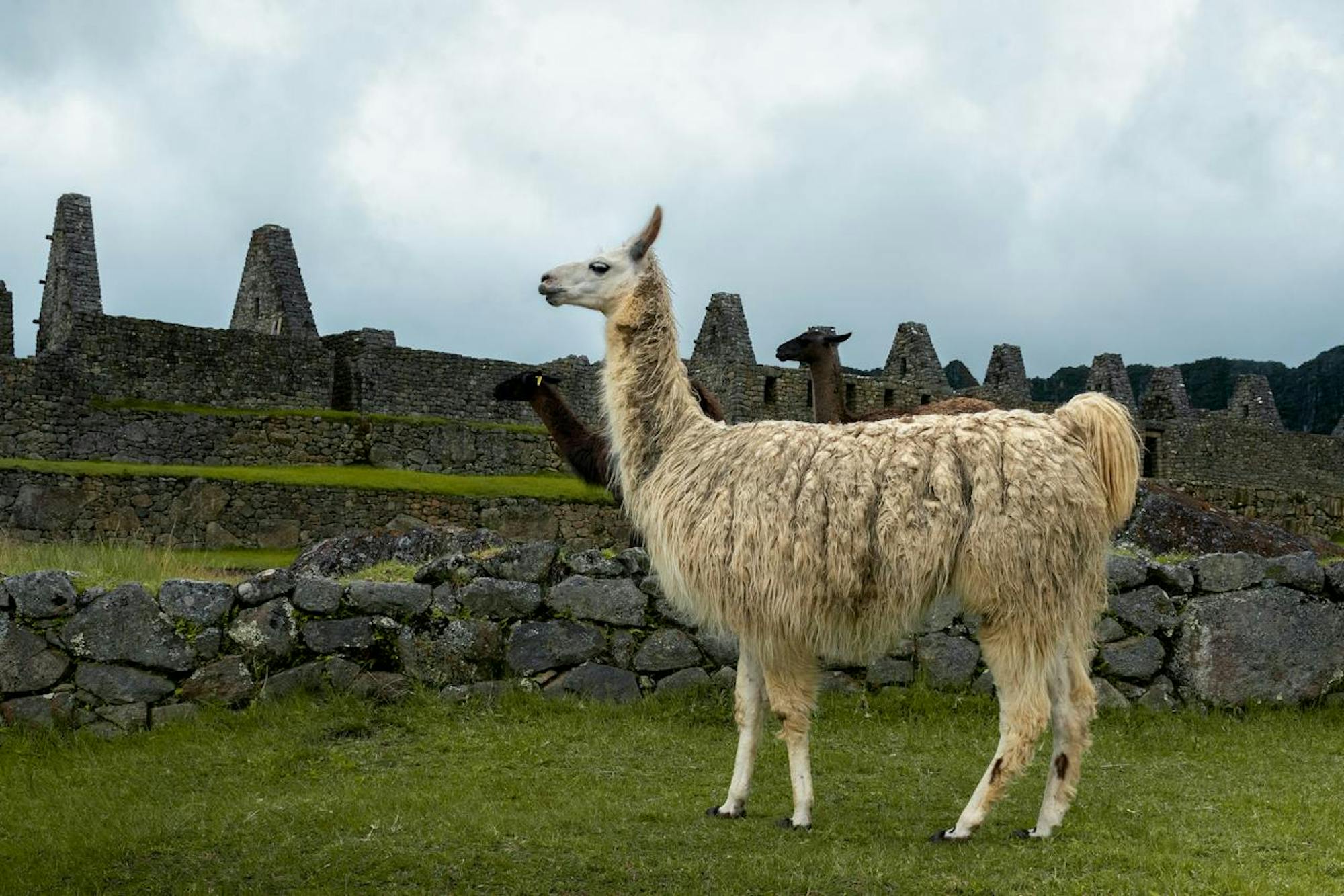 pexels-gilmer-diaz-estela-llama-machu-picchu
