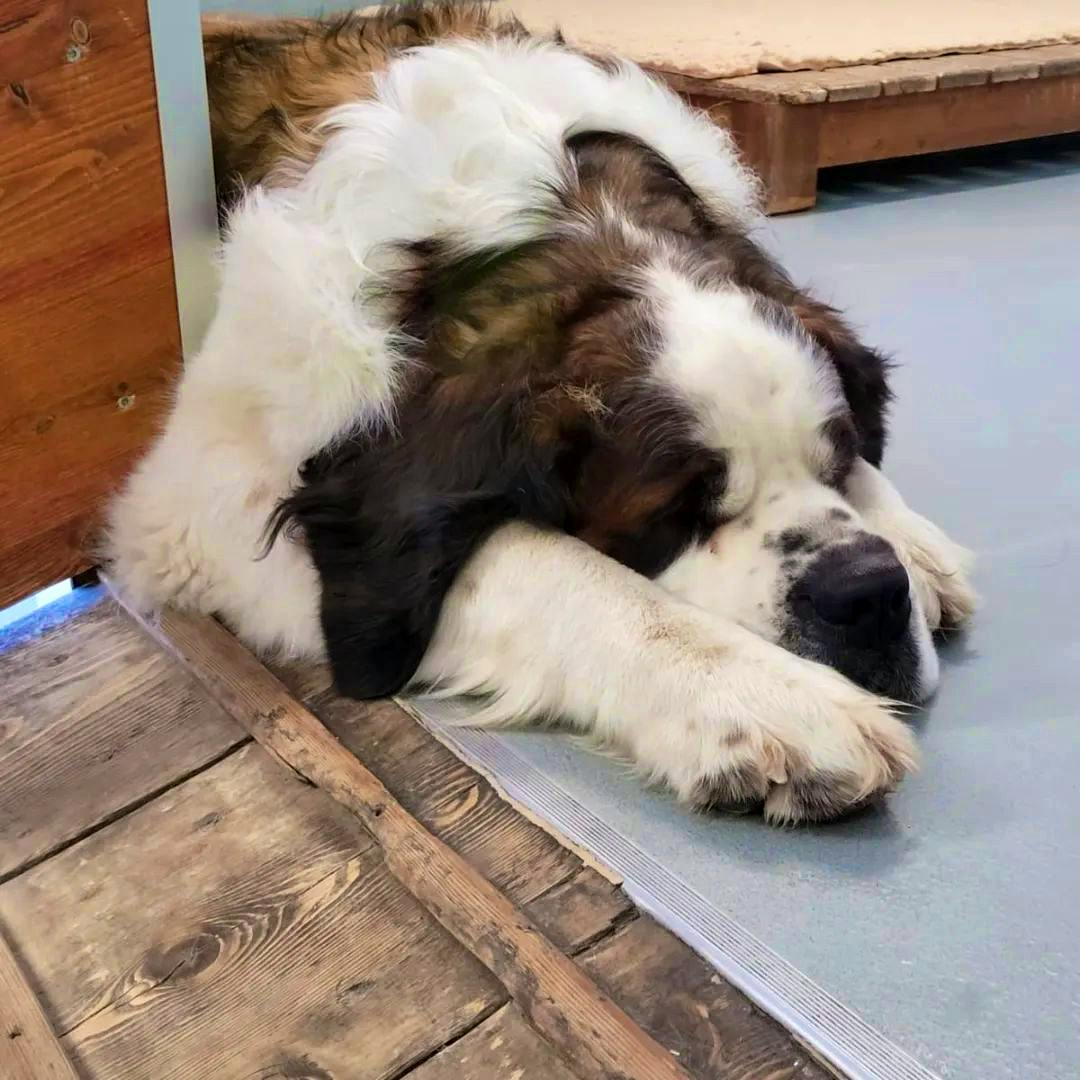 st bernard dogs at monastery