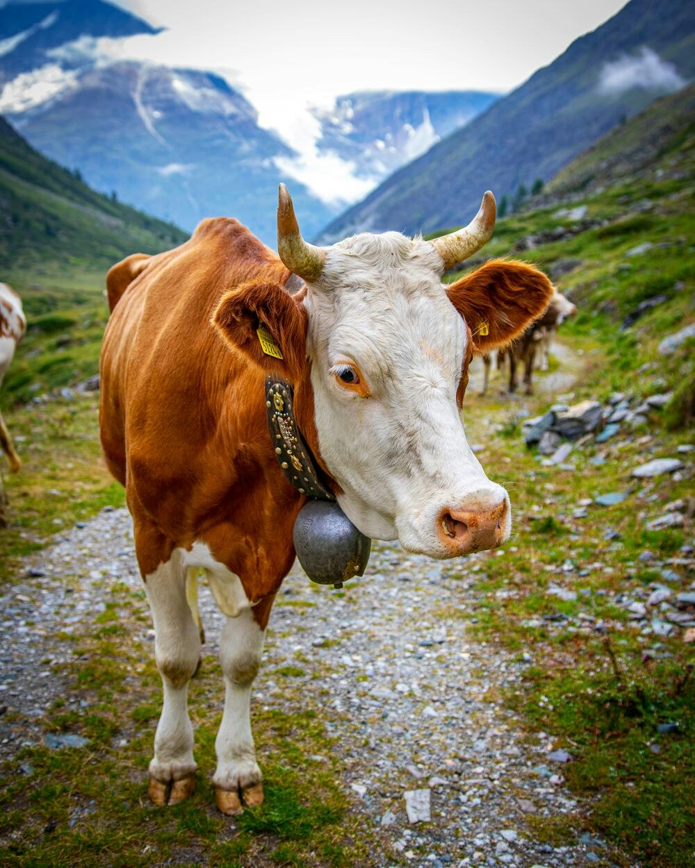 cows on matterhorn trail