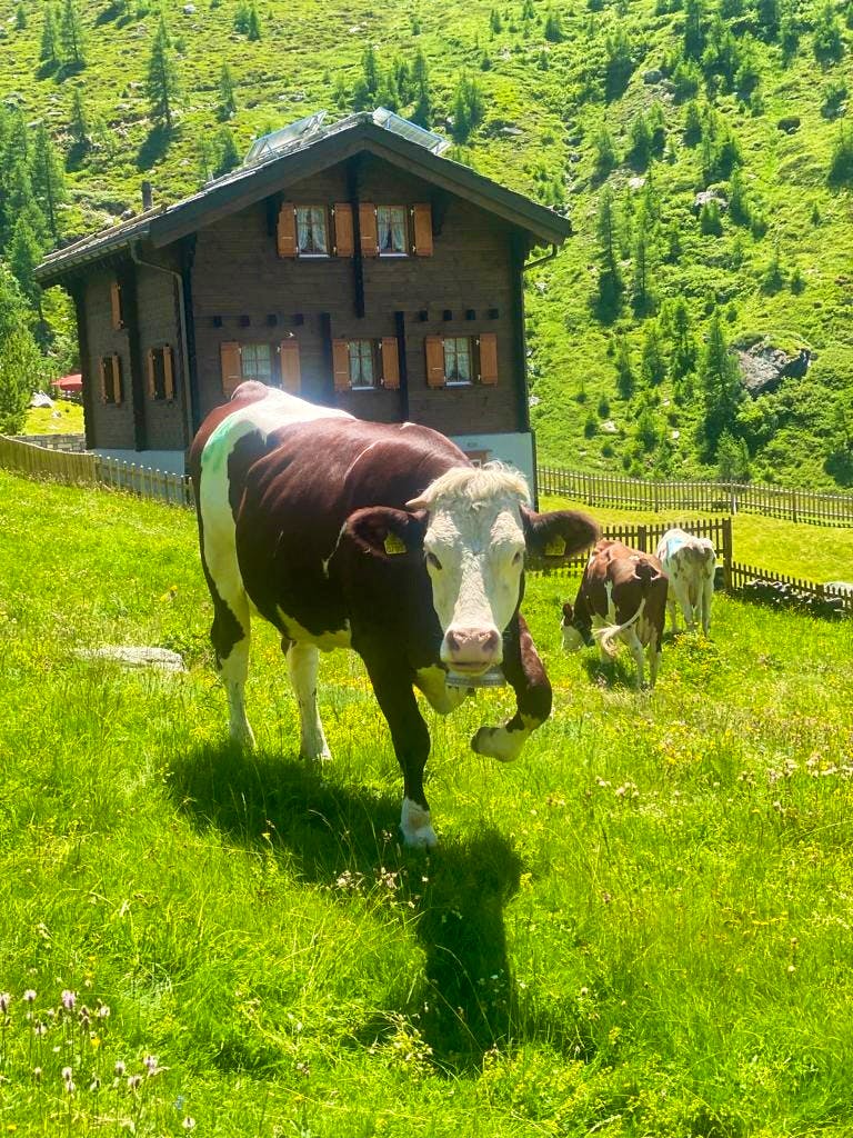 cows on swiss hiking trails