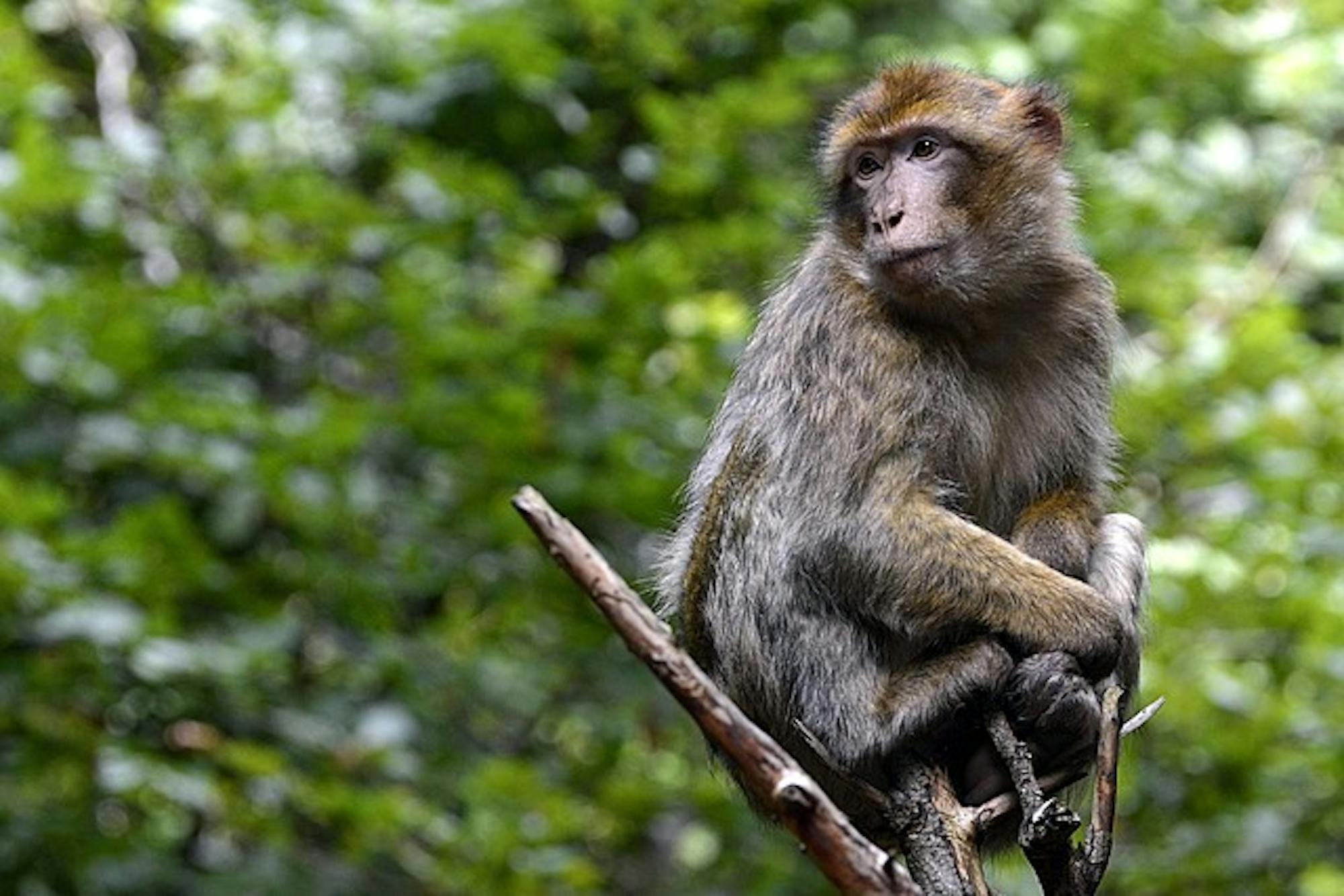 Barbary macaque