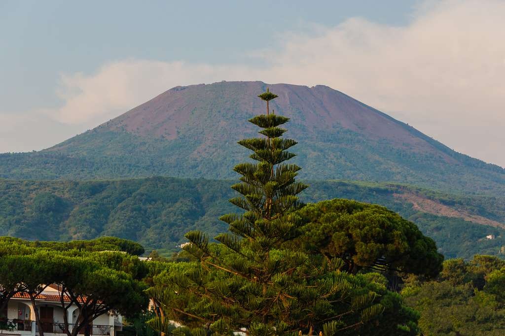 mount-vesuvius-araucaria (picryl by wikimedia commons)