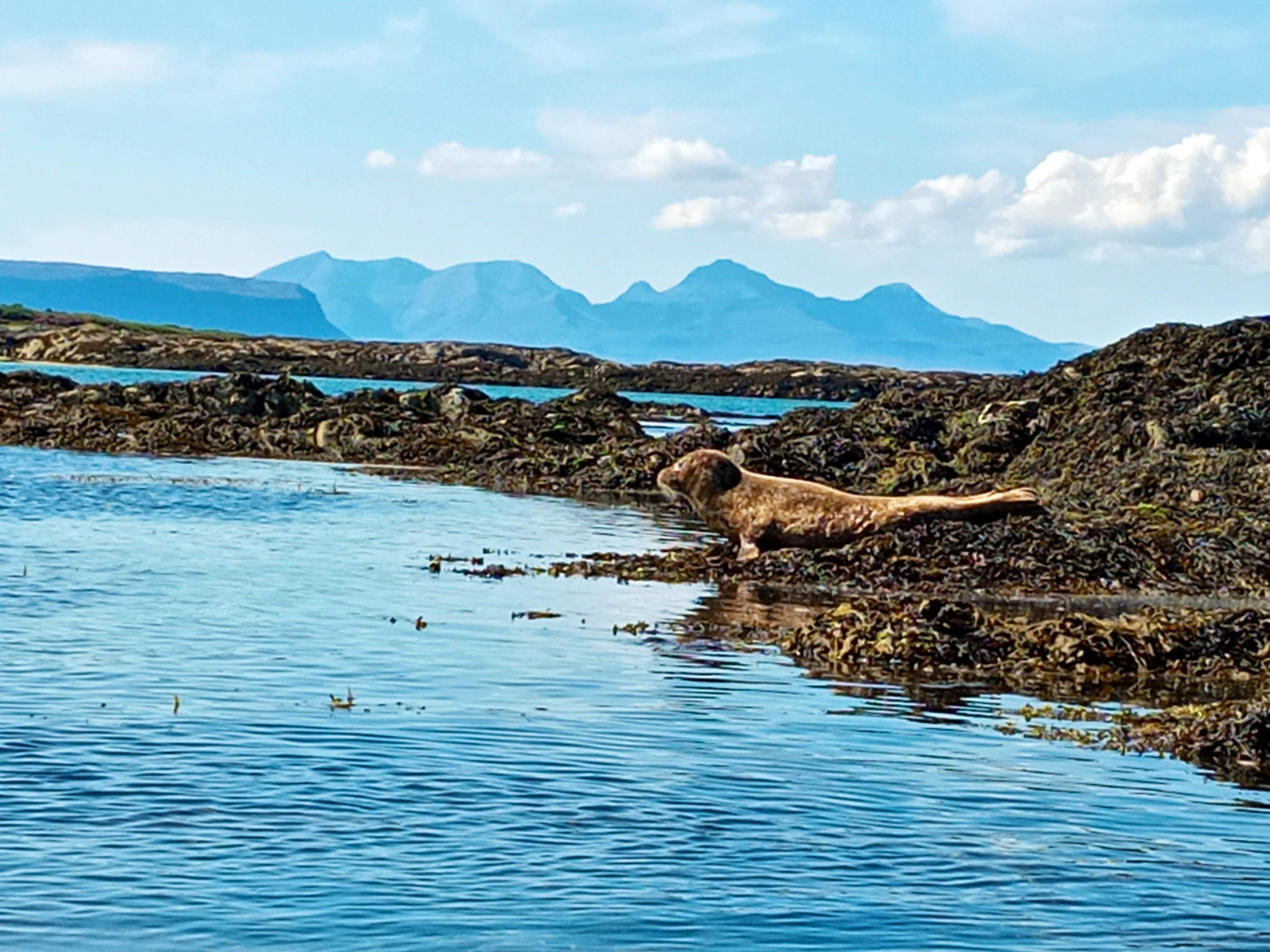 seal scotland west coast