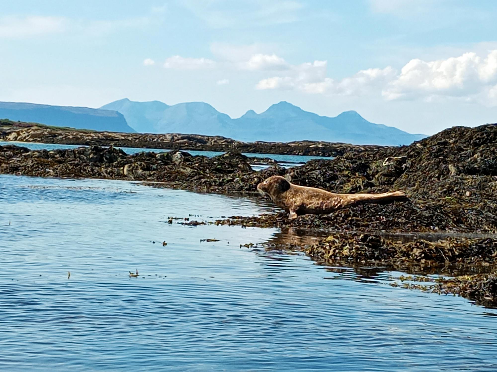 seal scotland west coast