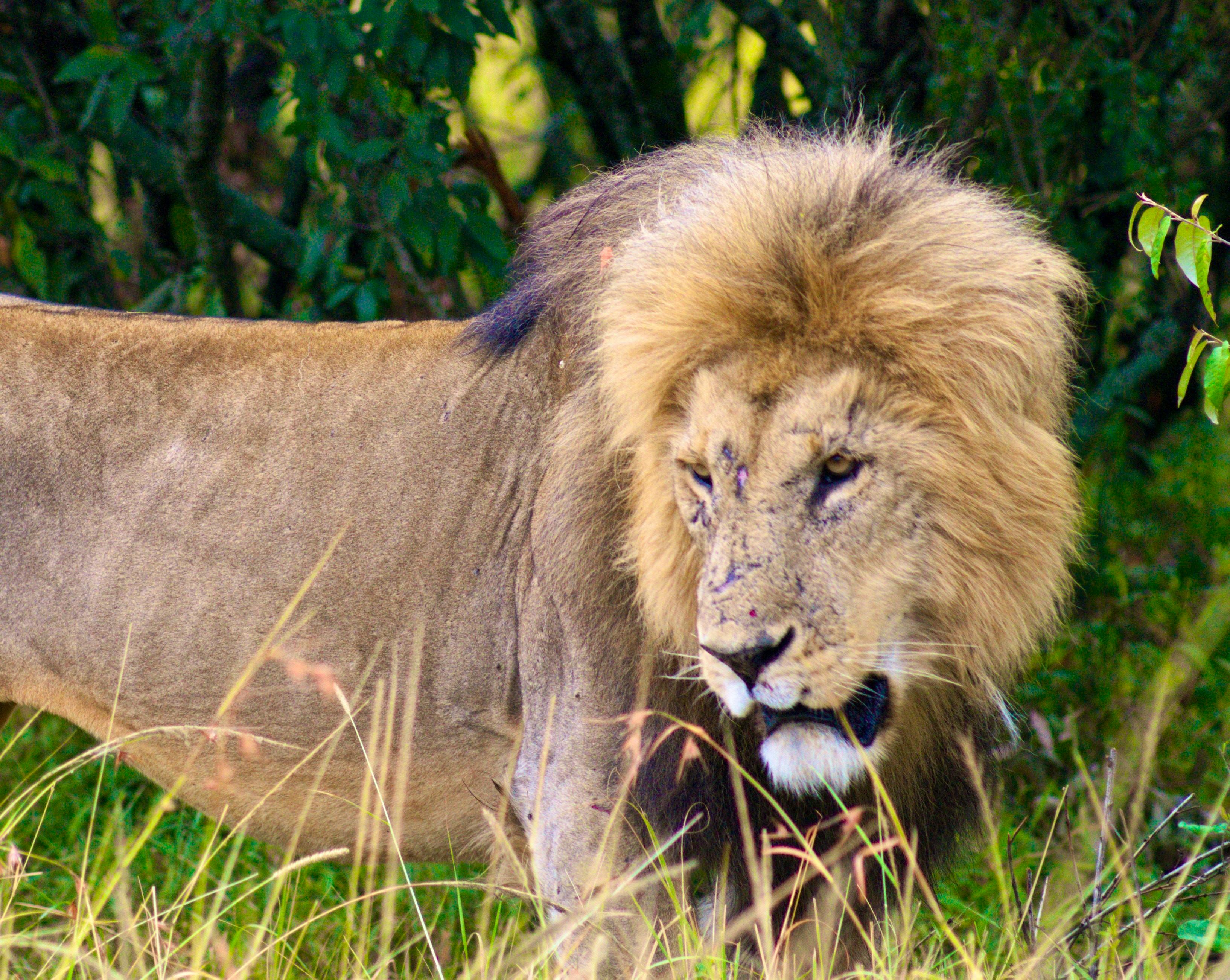 Lion