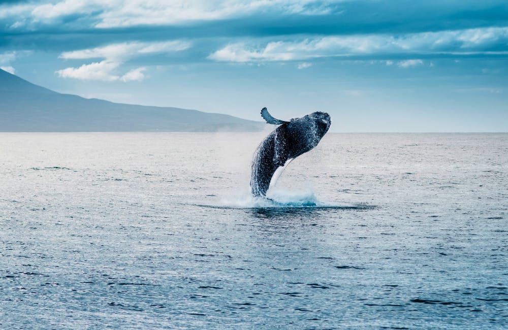 Whales in Iceland