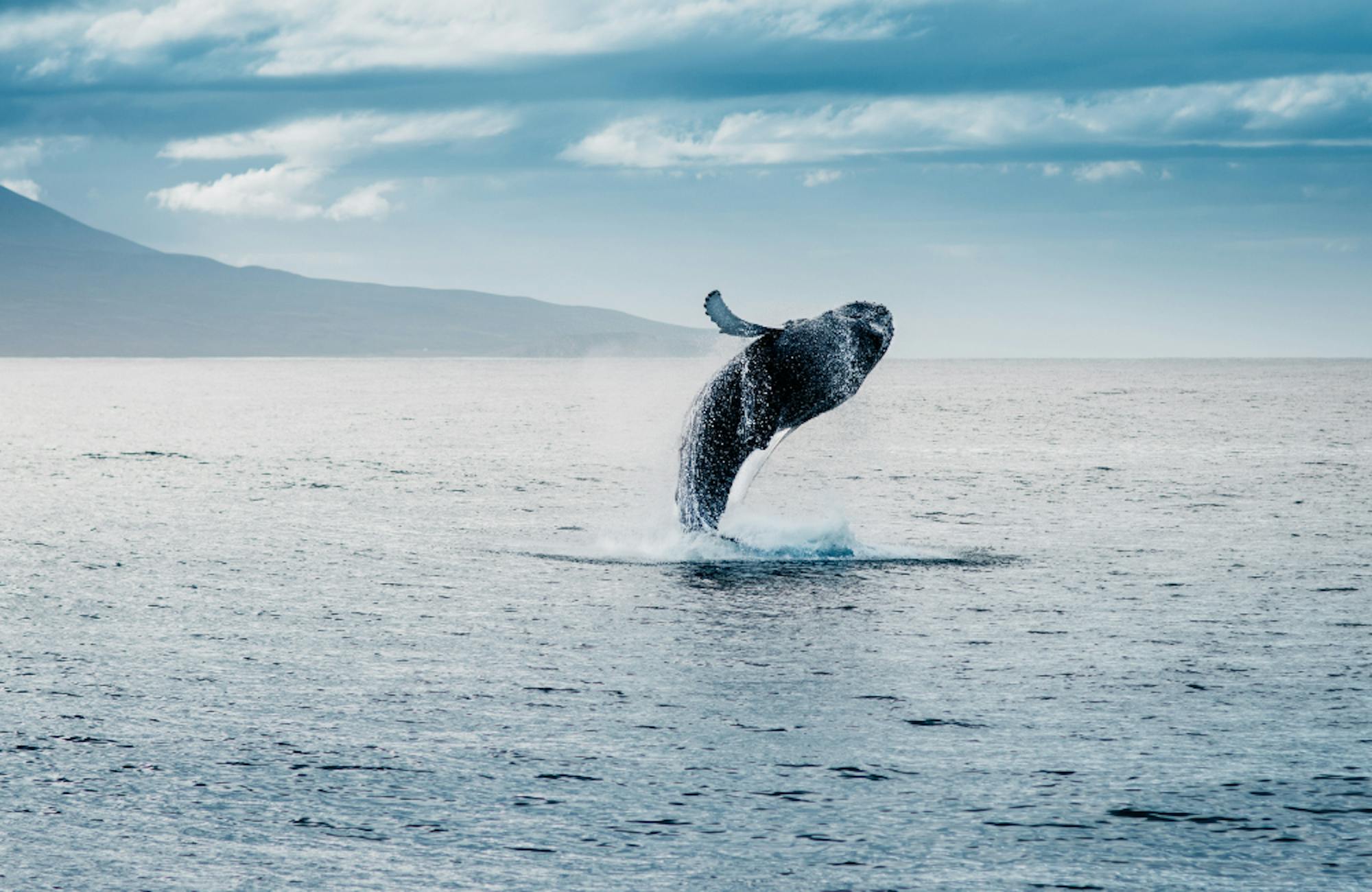 Whales in Iceland