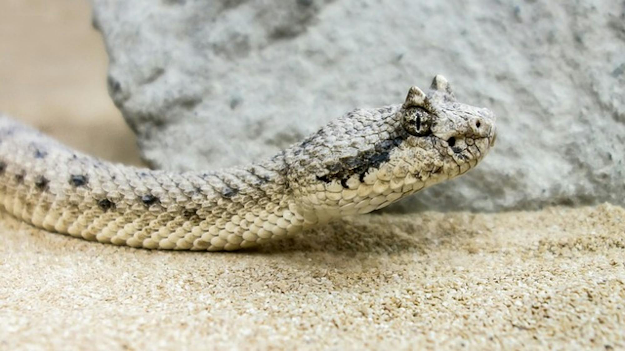horned viper snake