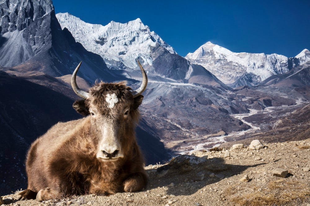 Trekking in Kathmandu Valley.