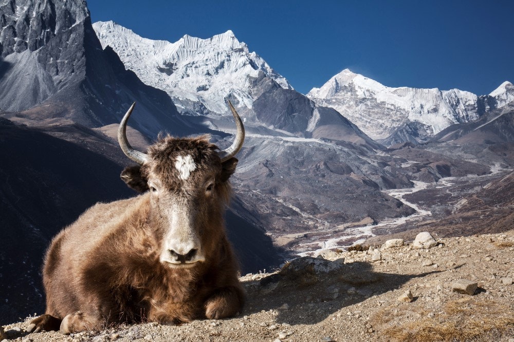 Trekking in Kathmandu Valley.