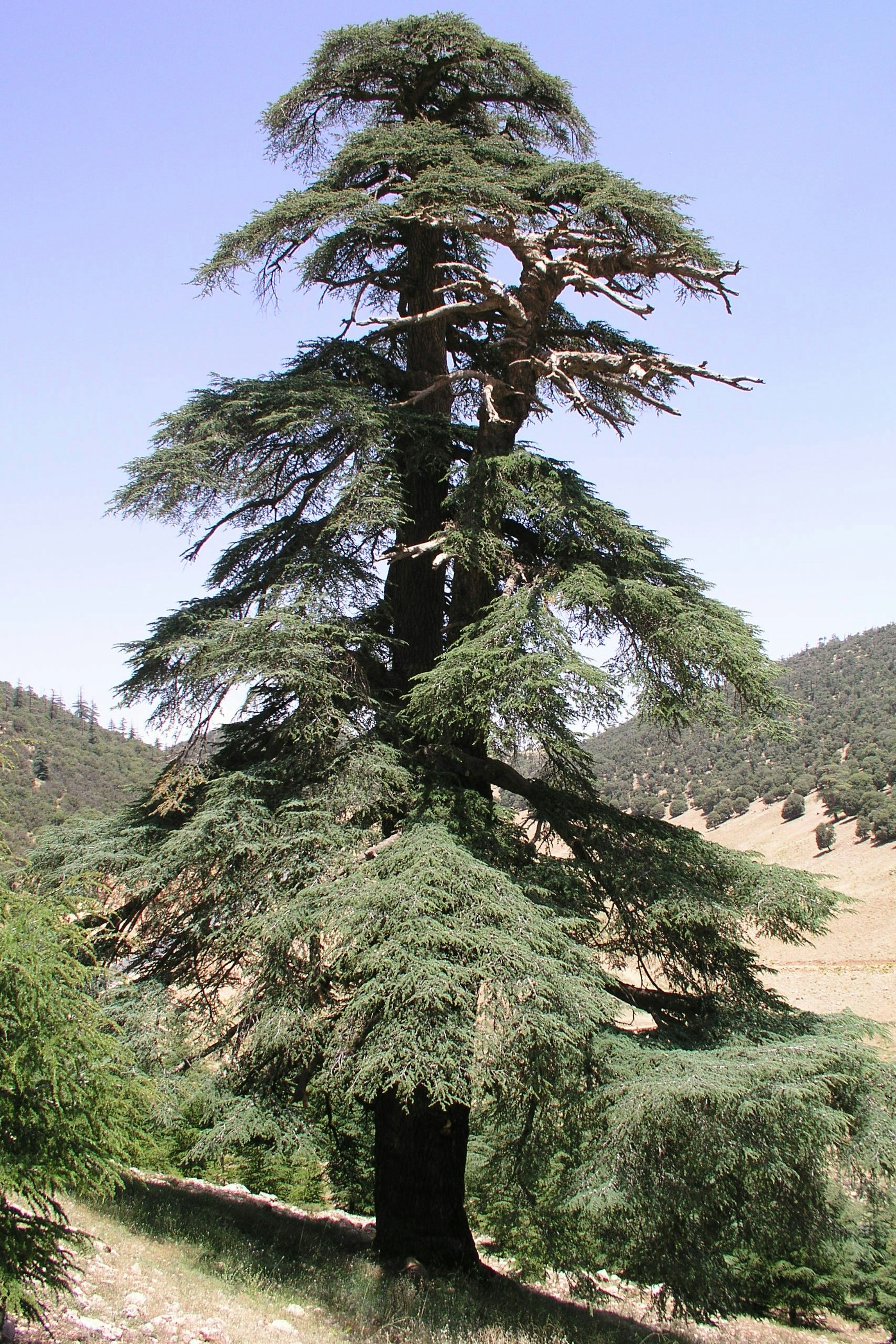 Atlas cedar
