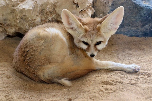 desert fox sahara animals