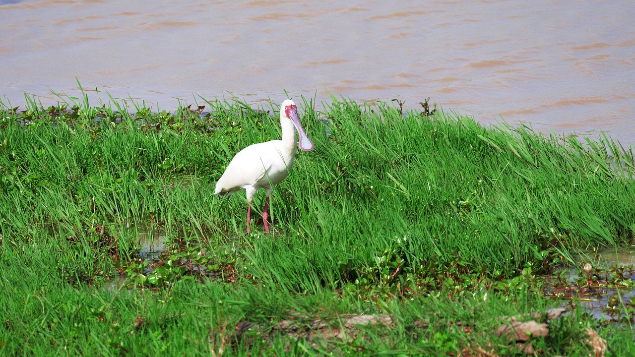 pixabay-monikap-african-spoonbill-ol-pejeta