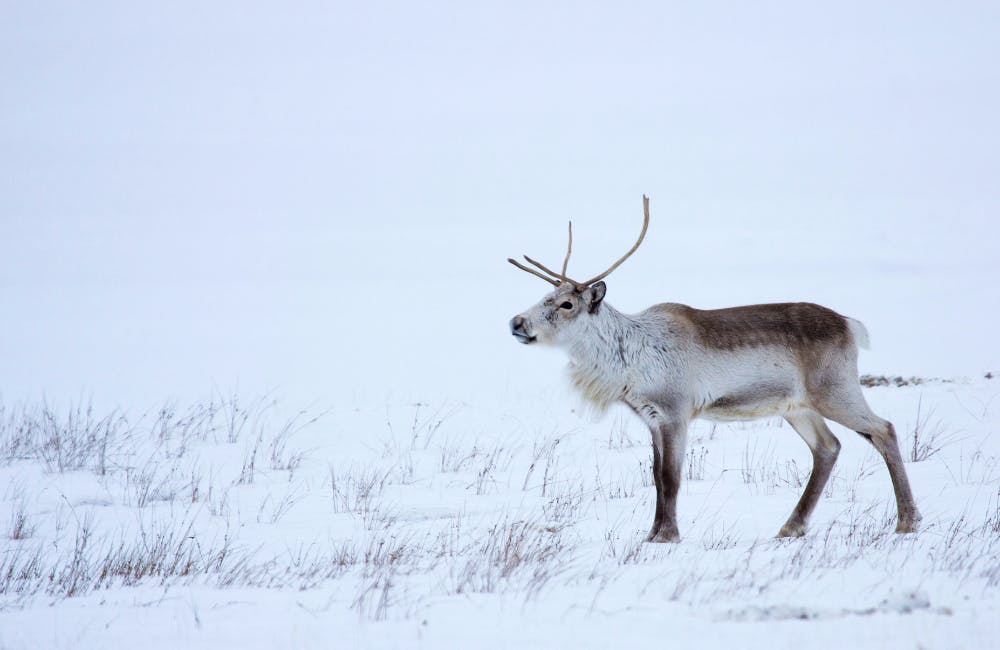 3. Wildlife Encounters