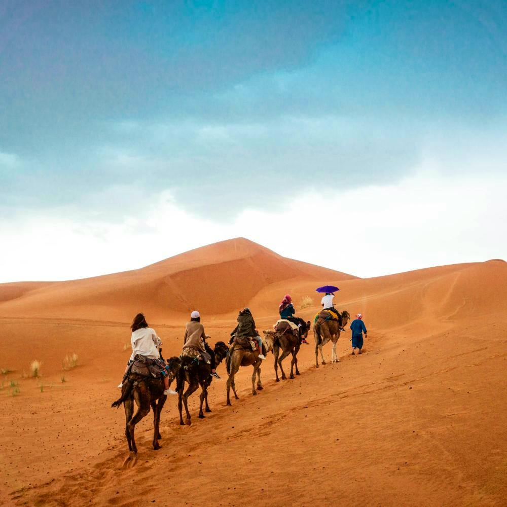 camels sahara