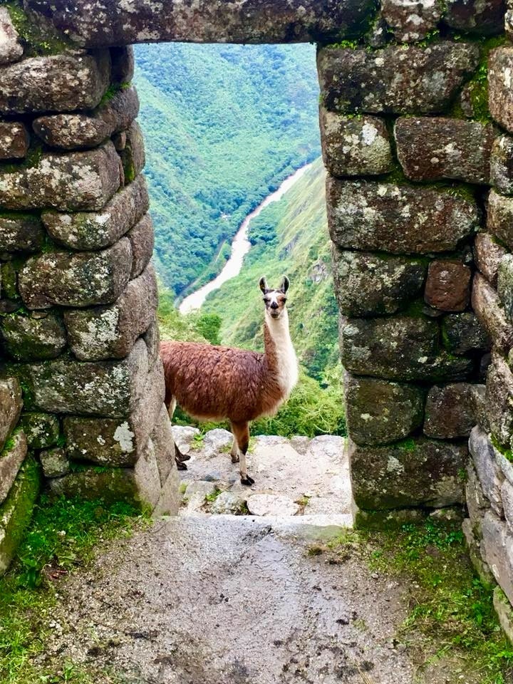 llama in machu picchu ruins