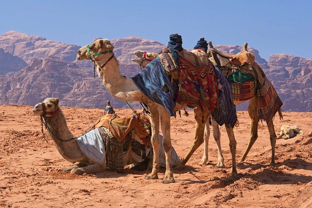 pixabay-jawajeziorski-wadi-rum-camels