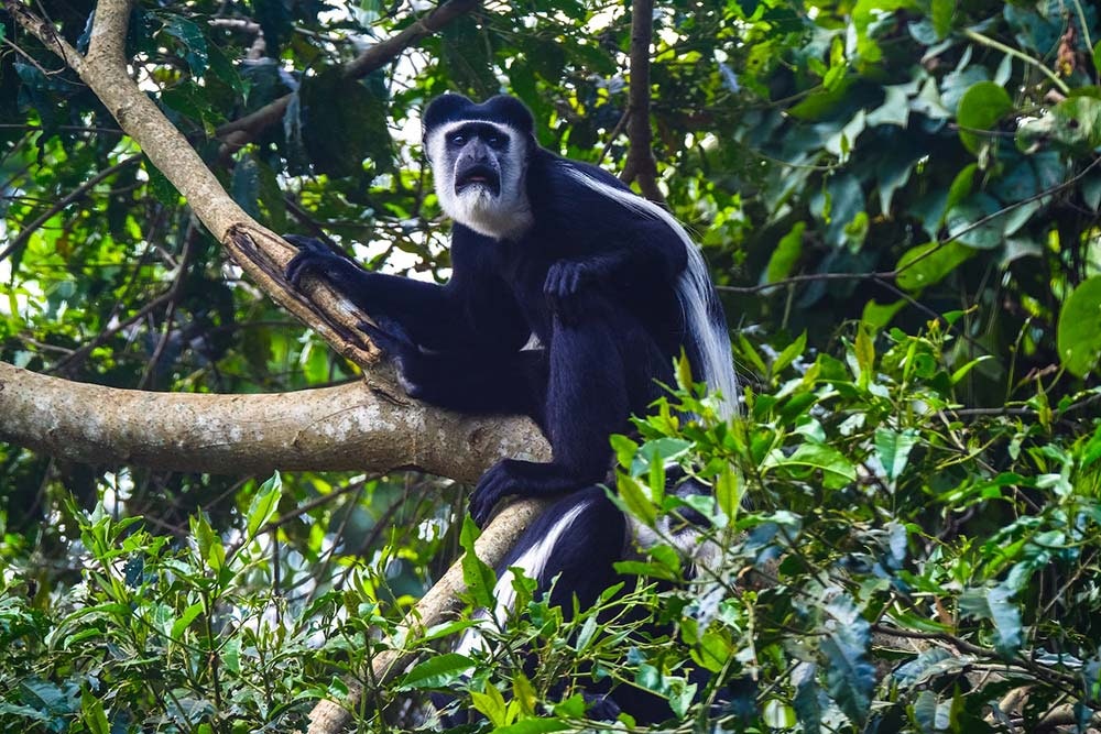 Colobus monkeys