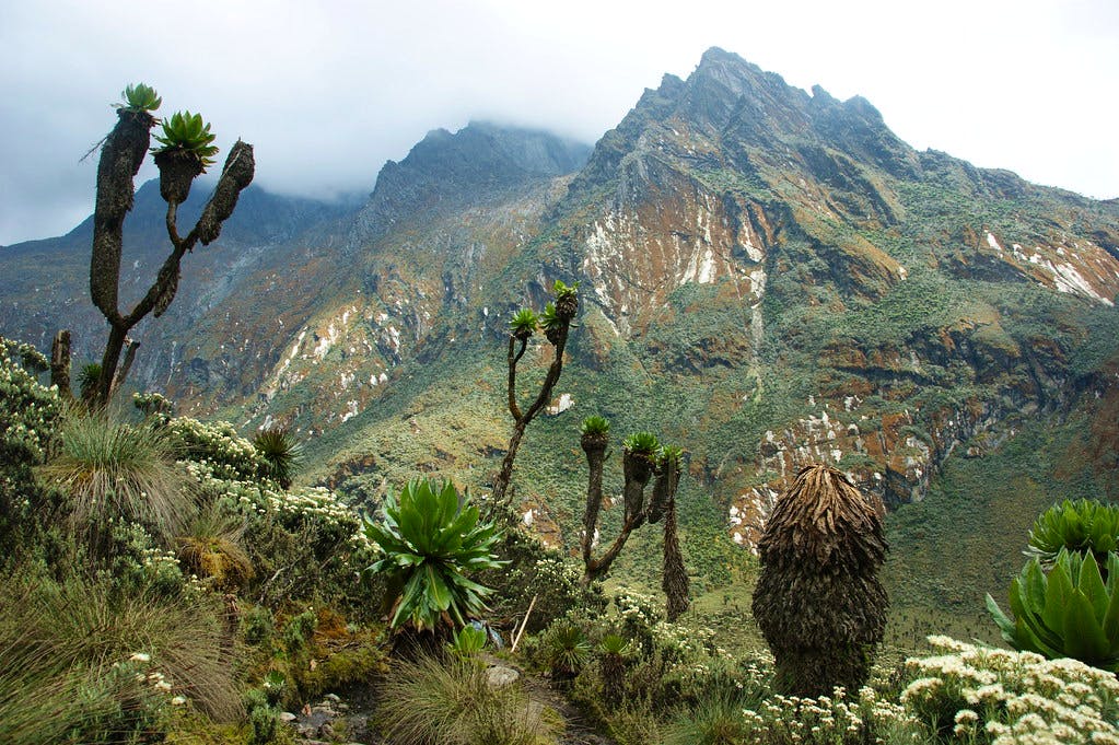 flickr - jørn eriksson - rwenzori mountains