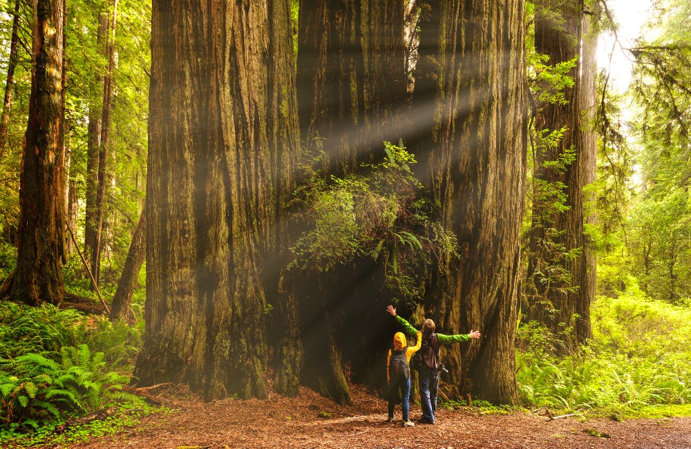 See Redwood National Park