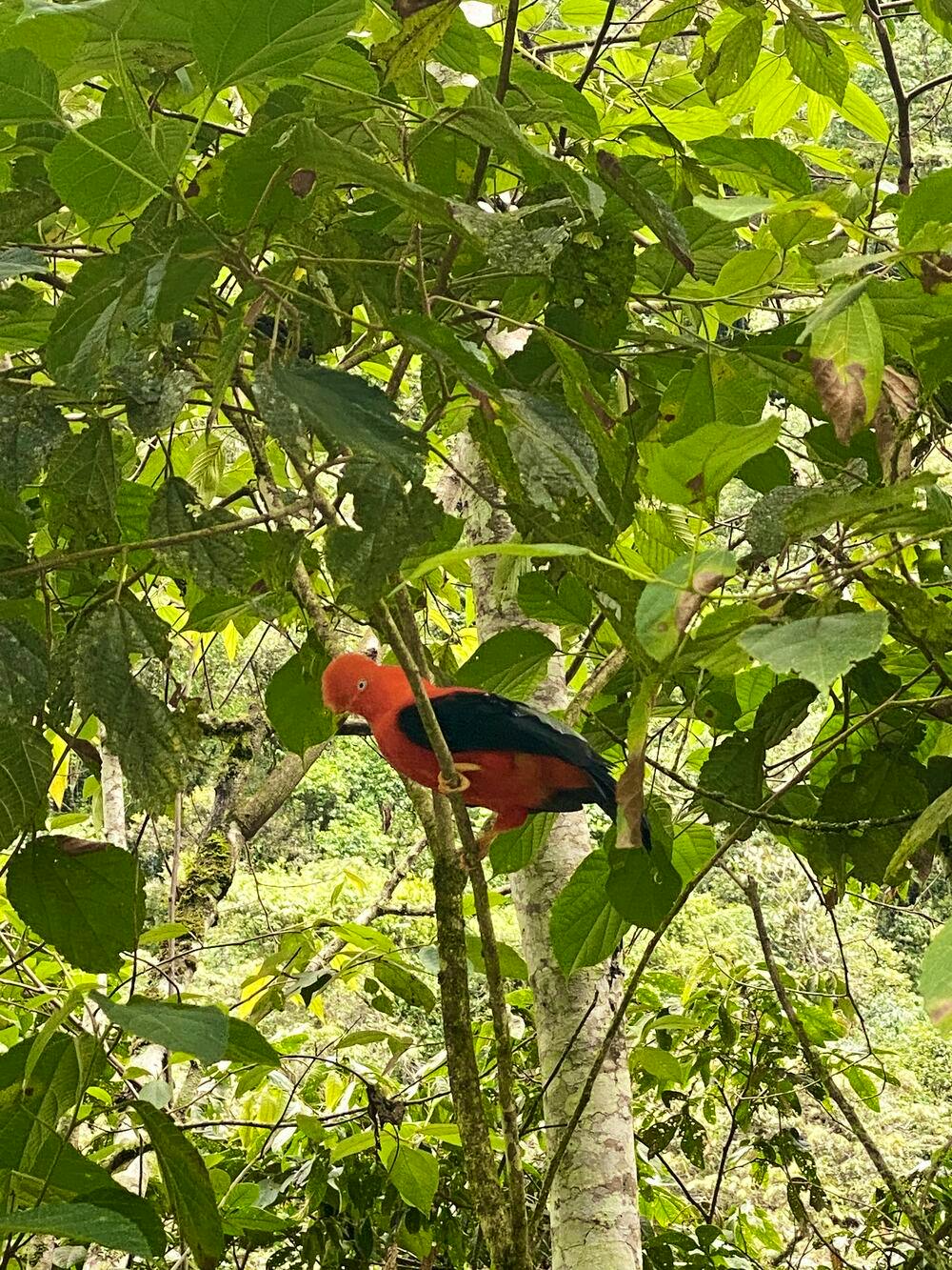 colourful macaw in machu picchu
