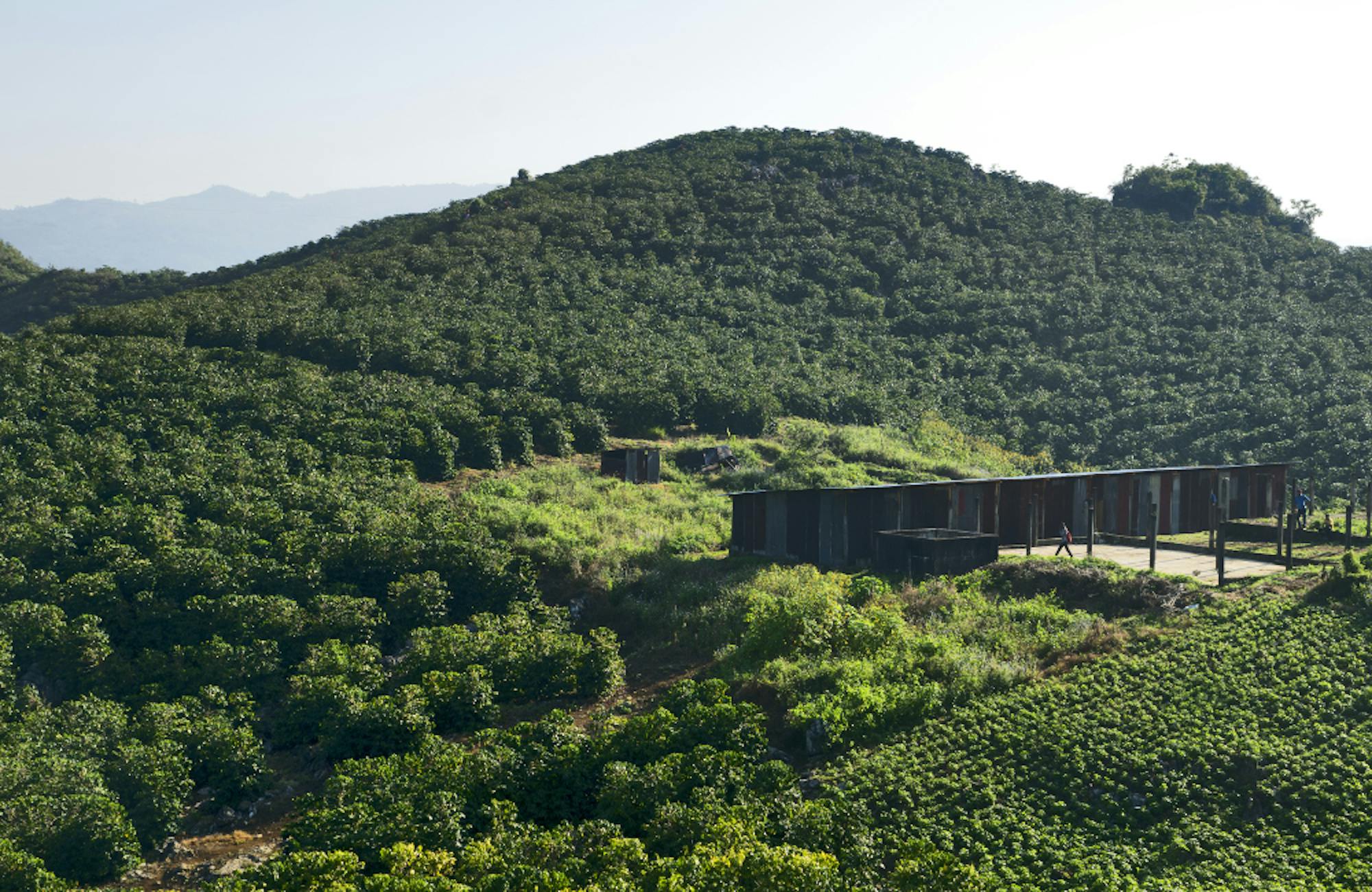 Agriculture & Coffee in Guatemala