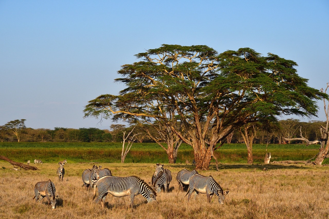 pixabay-xiserge-grevys-zebras