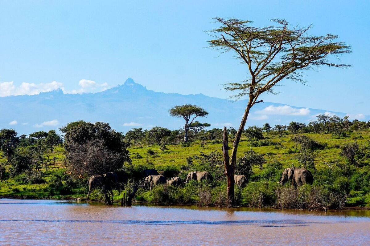 herd of african elephants in ol pejeta