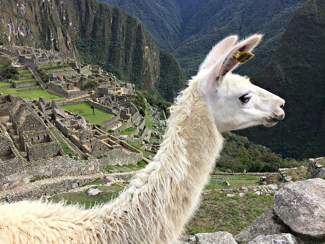 Machu Picchu llama