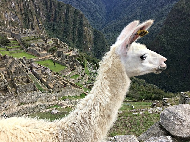 Machu Picchu llama