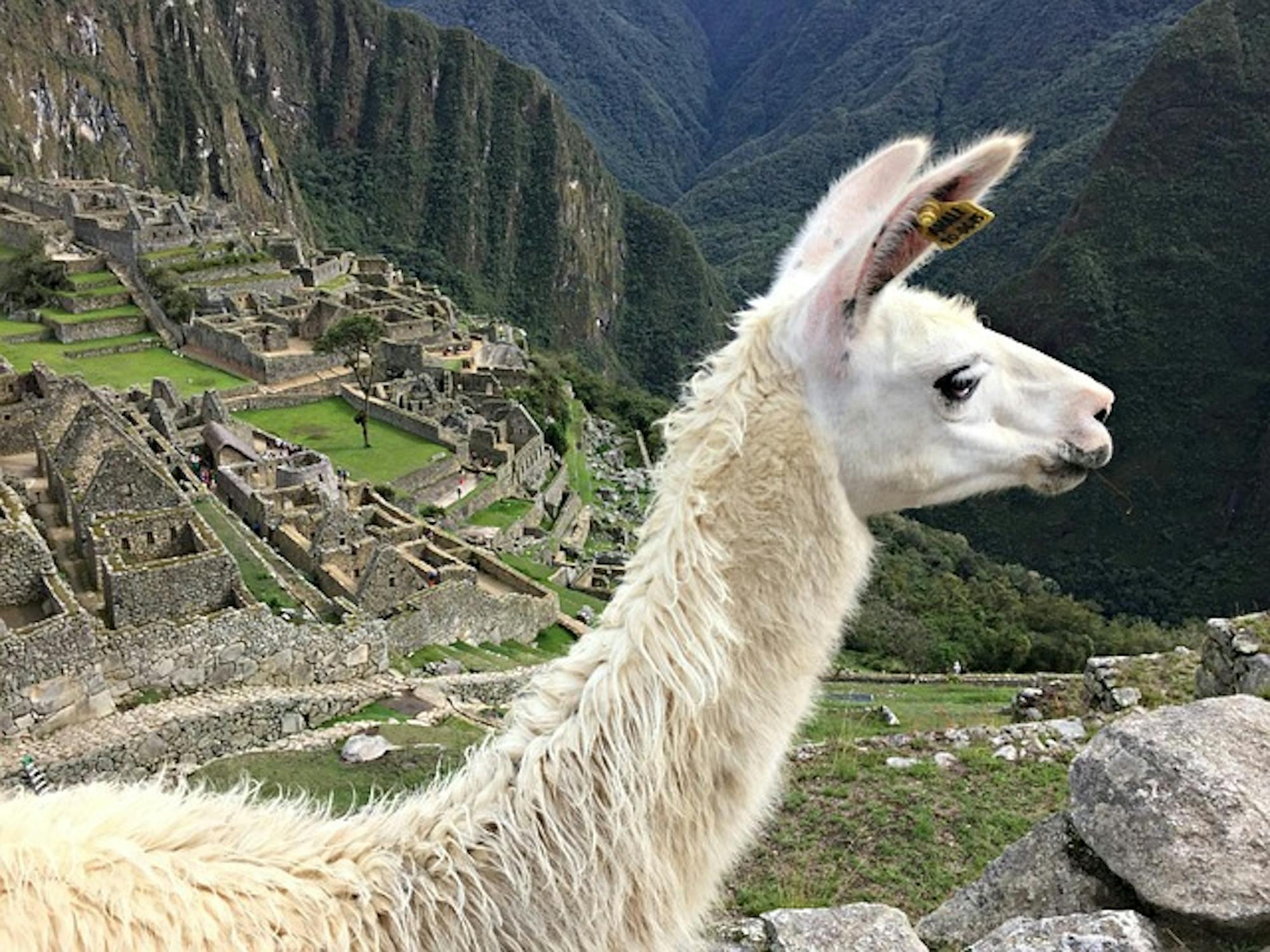 Machu Picchu llama