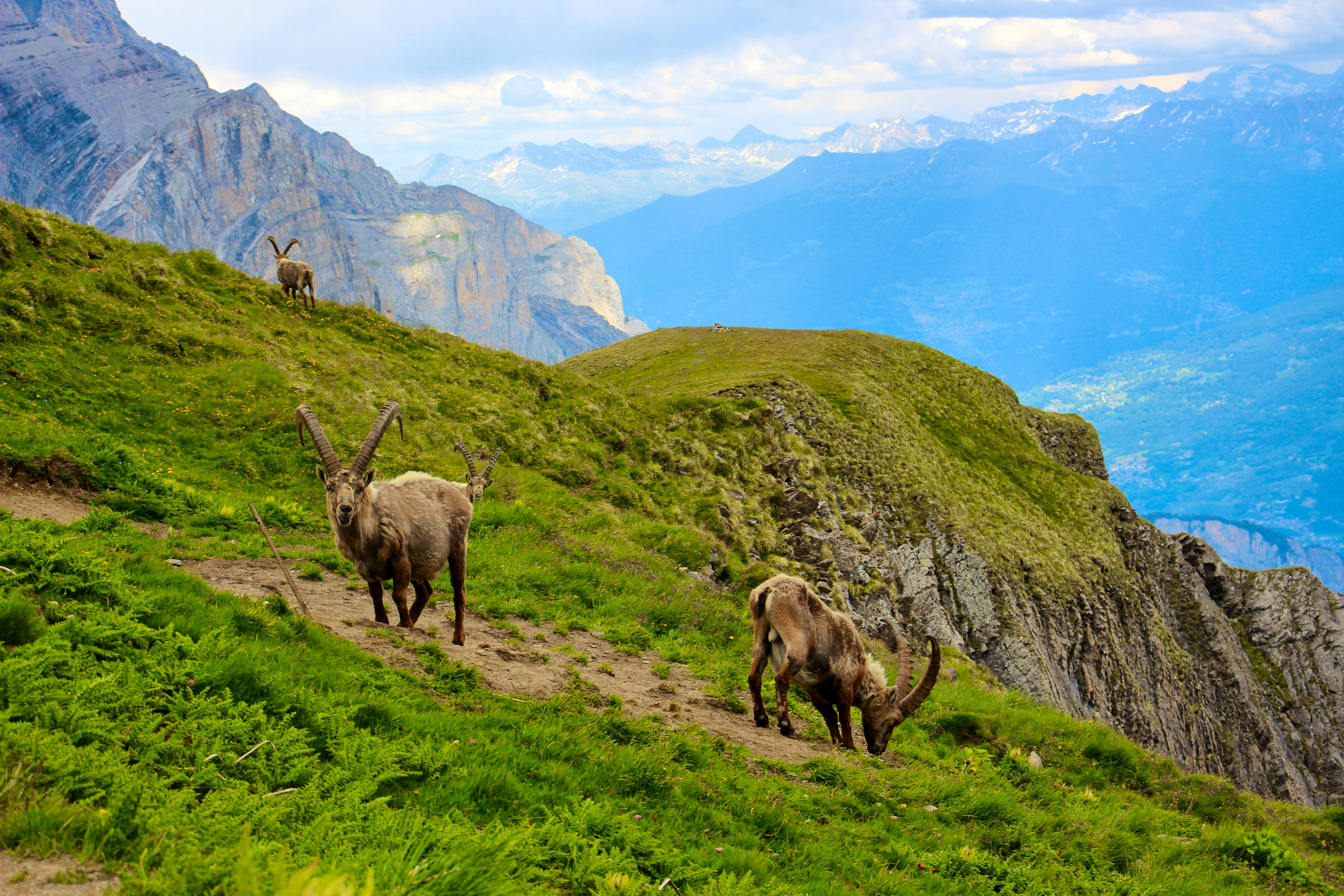 mountain goats in the alps
