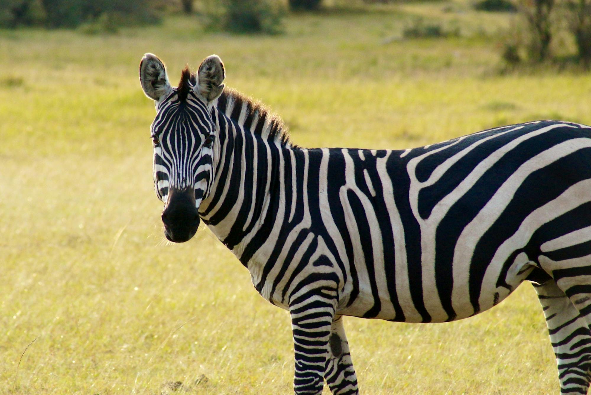 Zebra